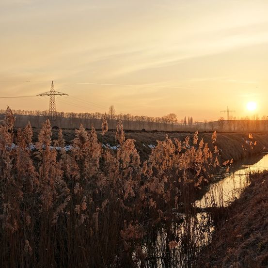 Bild enthält, Outdoors, Sky, Reed, Sunrise, Landscape, Scenery, Sunlight, Land, Sunset, Grass