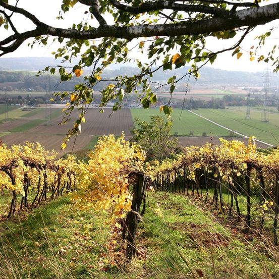 Bild enthält, Nature, Outdoors, Countryside, Rural, Farm, Vineyard