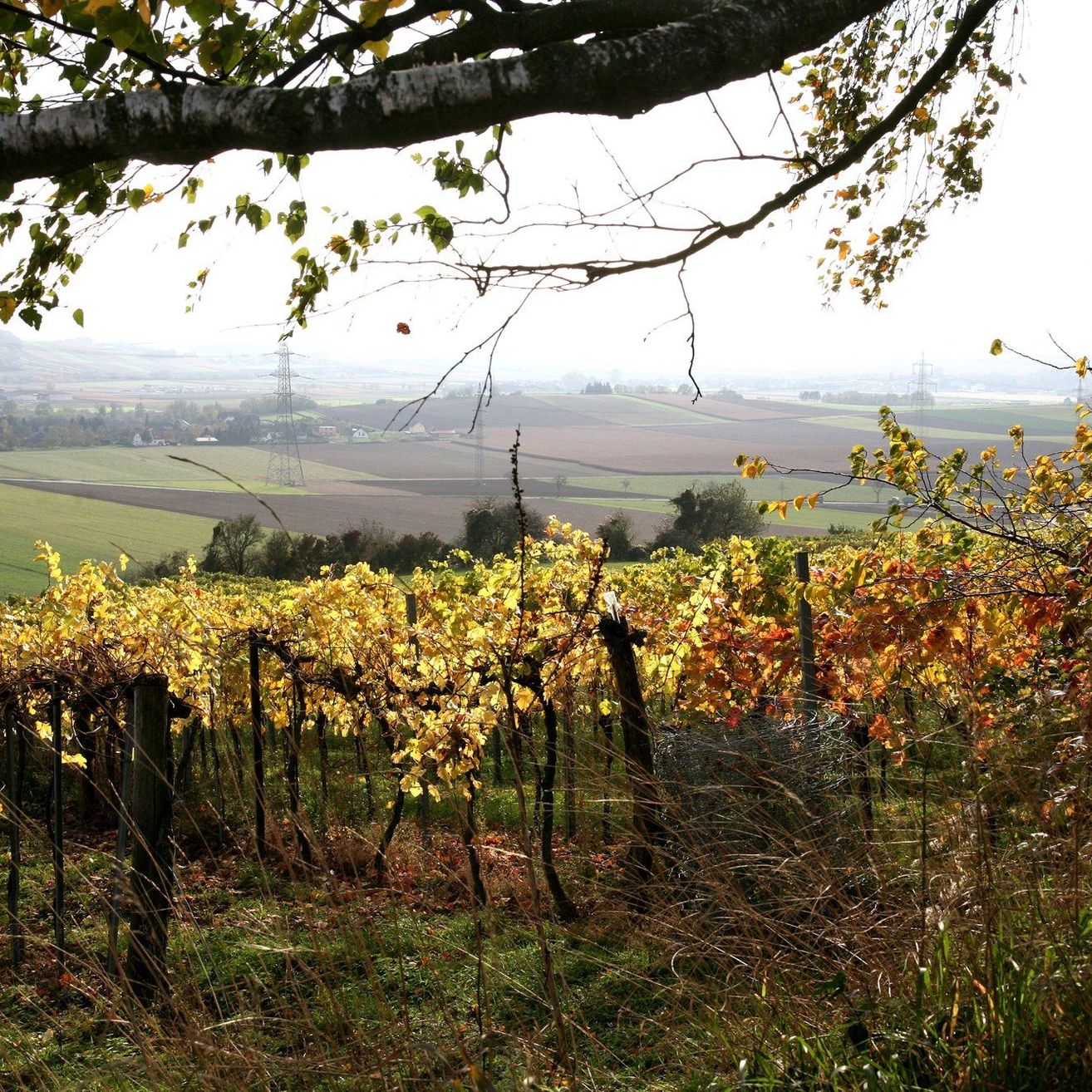 Bild enthält, Nature, Outdoors, Countryside, Rural, Farm, Tree, Vineyard, Utility Pole, Vegetation, Tree Trunk