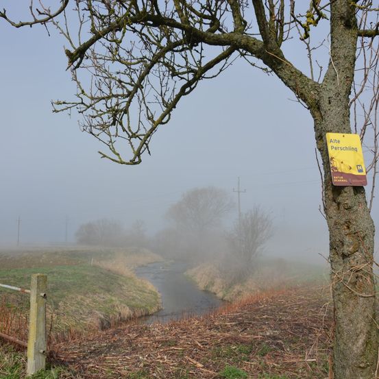 Bild enthält, Nature, Outdoors, Weather, Tree, Fog, Mist, Tree Trunk, Utility Pole, Grass, Scenery