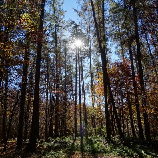 Bild enthält, Grove, Land, Tree, Vegetation, Woodland, Sunlight, Sky, Sun, Scenery, Flare