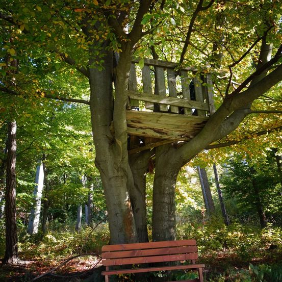 Bild enthält, Tree, Bench, Furniture, Vegetation, Tree Trunk, Woodland, Grove, Housing, House, Cabin