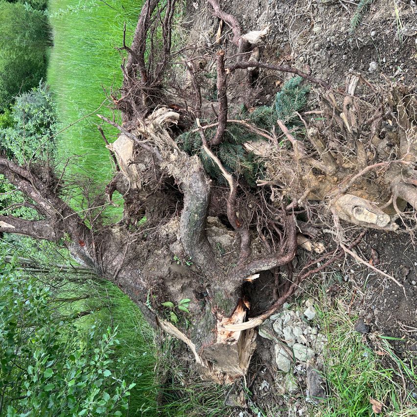 Ein umgestürzter Baum mit freiliegenden Wurzeln und einigen noch angehefteten Ästen. Das Gebiet ist von Gras und kleinen Pflanzen umgeben.