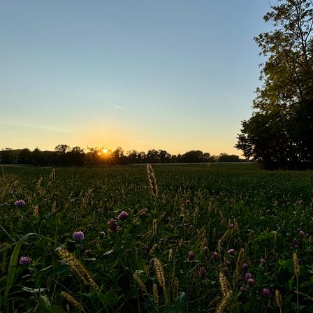 Bild enthält, Countryside, Field, Grassland, Meadow, Nature, Outdoors, Rural, Sky, Grass, Pasture