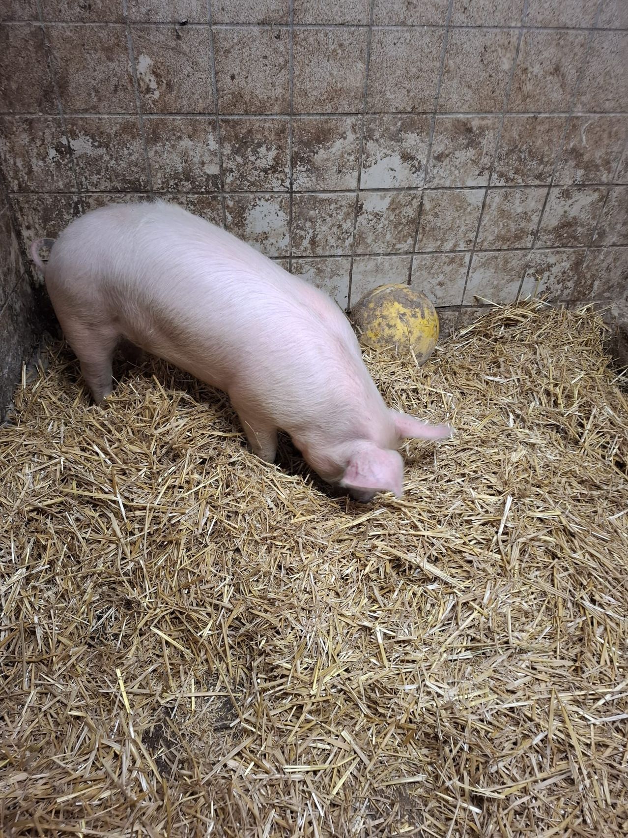 Ein weißes Schwein ist in einem Stall mit Heu und schnuppert am Boden. Ein gelber Ball ist in der Nähe. Die Wände bestehen aus Fliesen.