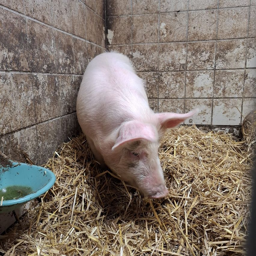 Ein Schwein liegt auf Stroh in einem schmutzigen, kleinen Stall und schaut nach unten. Der Stall hat Ziegelwände und Fliesen. In der Nähe steht eine schmutzige blaue Schüssel.