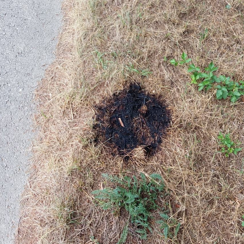 Ein Stück verbranntes Gras in der Nähe einer Straße, mit einer kleinen grünen Pflanze in der Nähe.