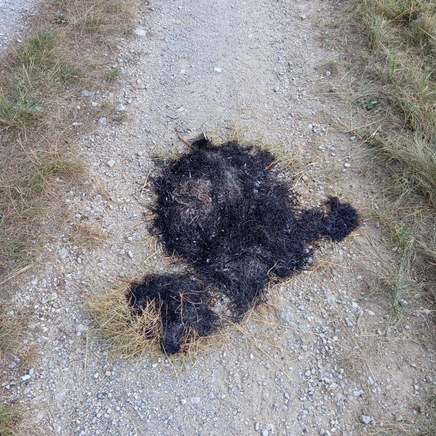 Ein Stück verbranntes Gras liegt auf einem Kiesweg, umgeben von trockenem Gras und kleinen Steinen.