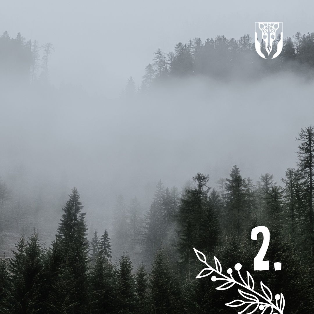 Eine neblige Waldszene mit hohen immergrünen Bäumen und einer geheimnisvollen Nummer 2 im Vordergrund.
