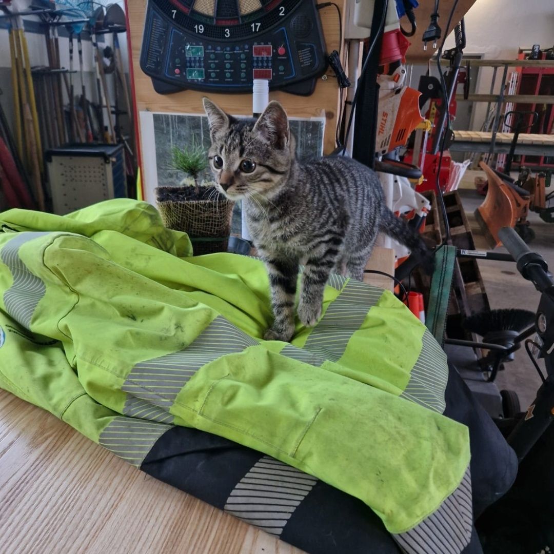 Ein kleines Kätzchen steht auf einer Sicherheitsjacke in einer Werkstatt. Dahinter sind verschiedene Werkzeuge und Geräte zu sehen. Ein Dartboard ist an der Wand montiert.