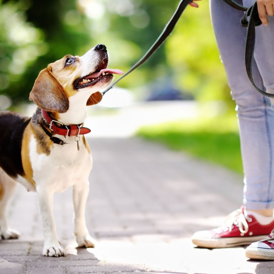 Ein Beagle an der Leine schaut seinen Besitzer an, der rote Turnschuhe trägt. Der Hund hat ein rotes Halsband und steht auf einem gepflasterten Weg.