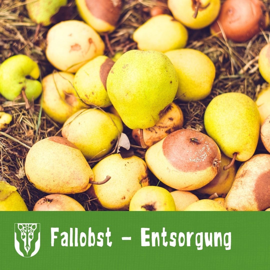 A pile of yellow and brown pears with some bruising and brown spots, scattered on the ground with a green banner below that reads 'Fallobst - Entsorgung'.