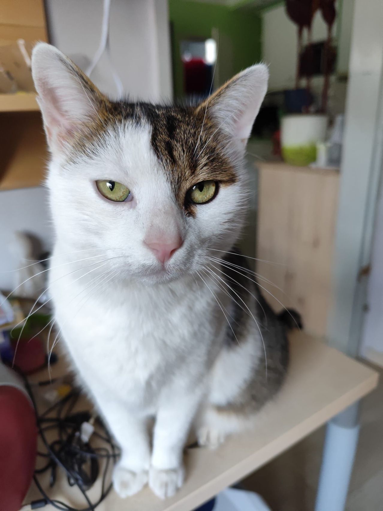 Eine Katze mit weißem und braunem Fell, gelben Augen und rosa Schnurrhaaren sitzt auf einer Holzoberfläche in einem Raum.