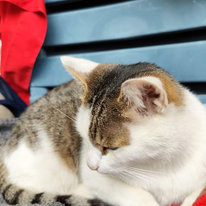 Eine Katze mit einer Mischung aus weißen, braunen und schwarzen Fellen liegt mit geschlossenen Augen auf einer grauen Decke. Dahinter befindet sich eine blaue Aufbewahrungsbox und ein roter Stoff.