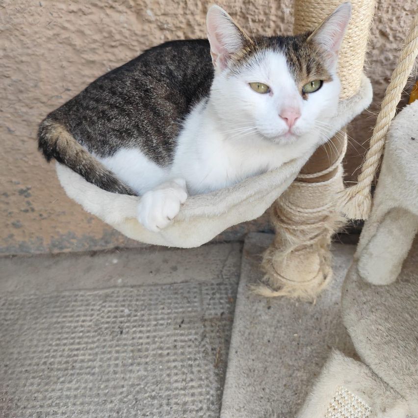 Eine Katze mit einer Mischung aus weißem und braunem Fell liegt in einem gemütlichen Hängekorb, der an einem Kratzbaum hängt. Die Katze schaut direkt in die Kamera.