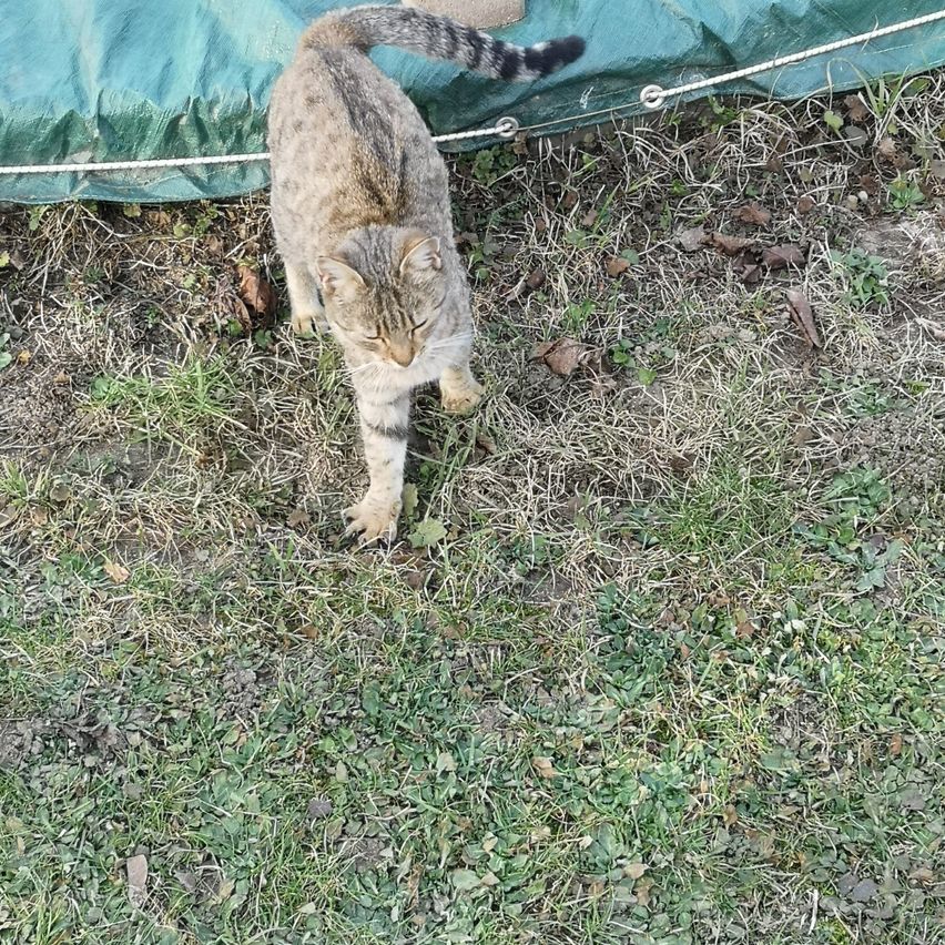 Eine Katze mit einem gestreiften Schwanz steht auf dem Boden, in der Nähe einer grünen Plane. Die Katze schaut nach links.