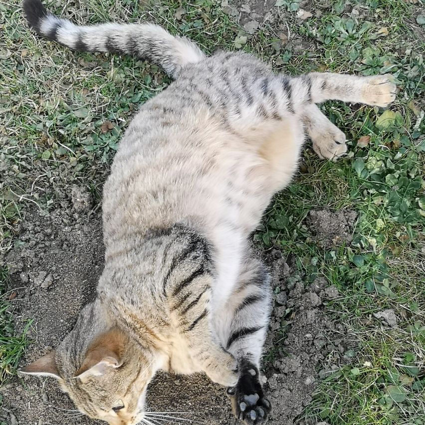 Eine Katze liegt mit dem Rücken auf dem Boden, die Pfoten in der Luft, ihr Fell eine Mischung aus grauen und schwarzen Streifen.