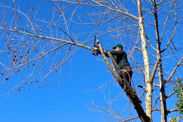 A person in a green hat uses a chainsaw to trim a tree branch while standing on a ladder.