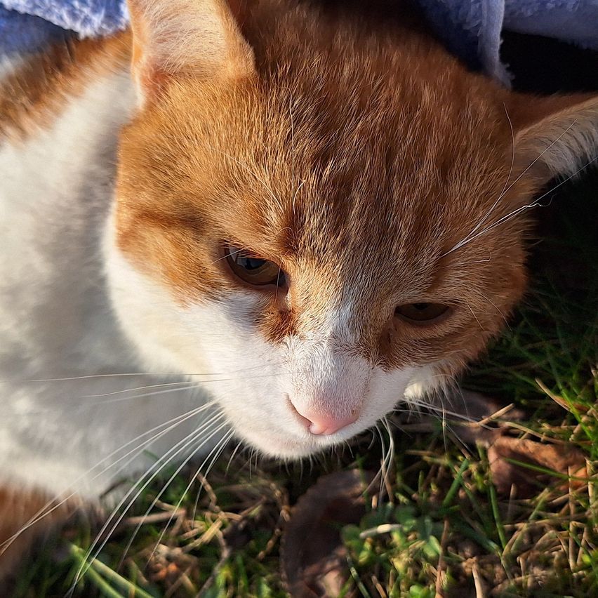 Ein Nahaufnahme eines orangefarbenen und weißen Katers, der auf Gras liegt. Der Kater hat ein blaues Tuch auf dem Kopf.