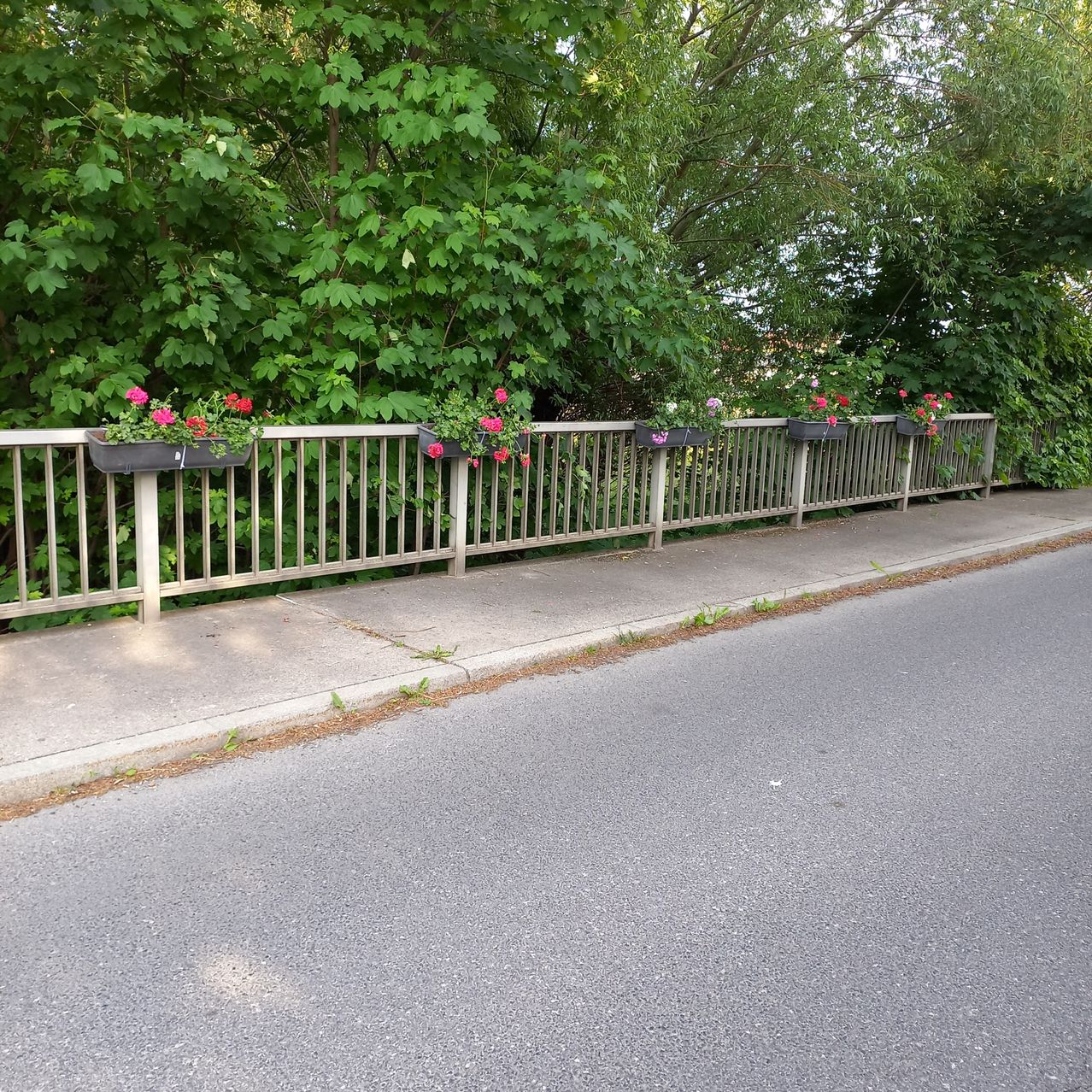 Ein Bürgersteig mit einem Metallzaun. Es hängen Pflanzen in Töpfen am Zaun. Der Bereich ist von grünen Bäumen umgeben.