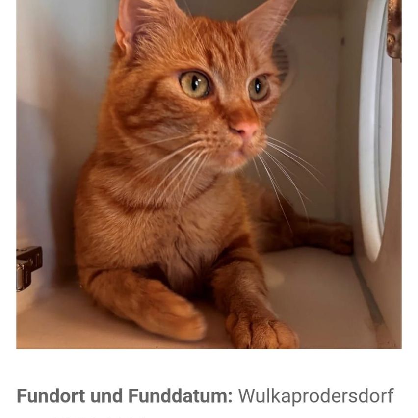 Eine orangefarbene Katze mit grünen Augen und weißen Schnurrhaaren sitzt in einer weißen Box. Das Fell der Katze glänzt, und sie schaut direkt in die Kamera.