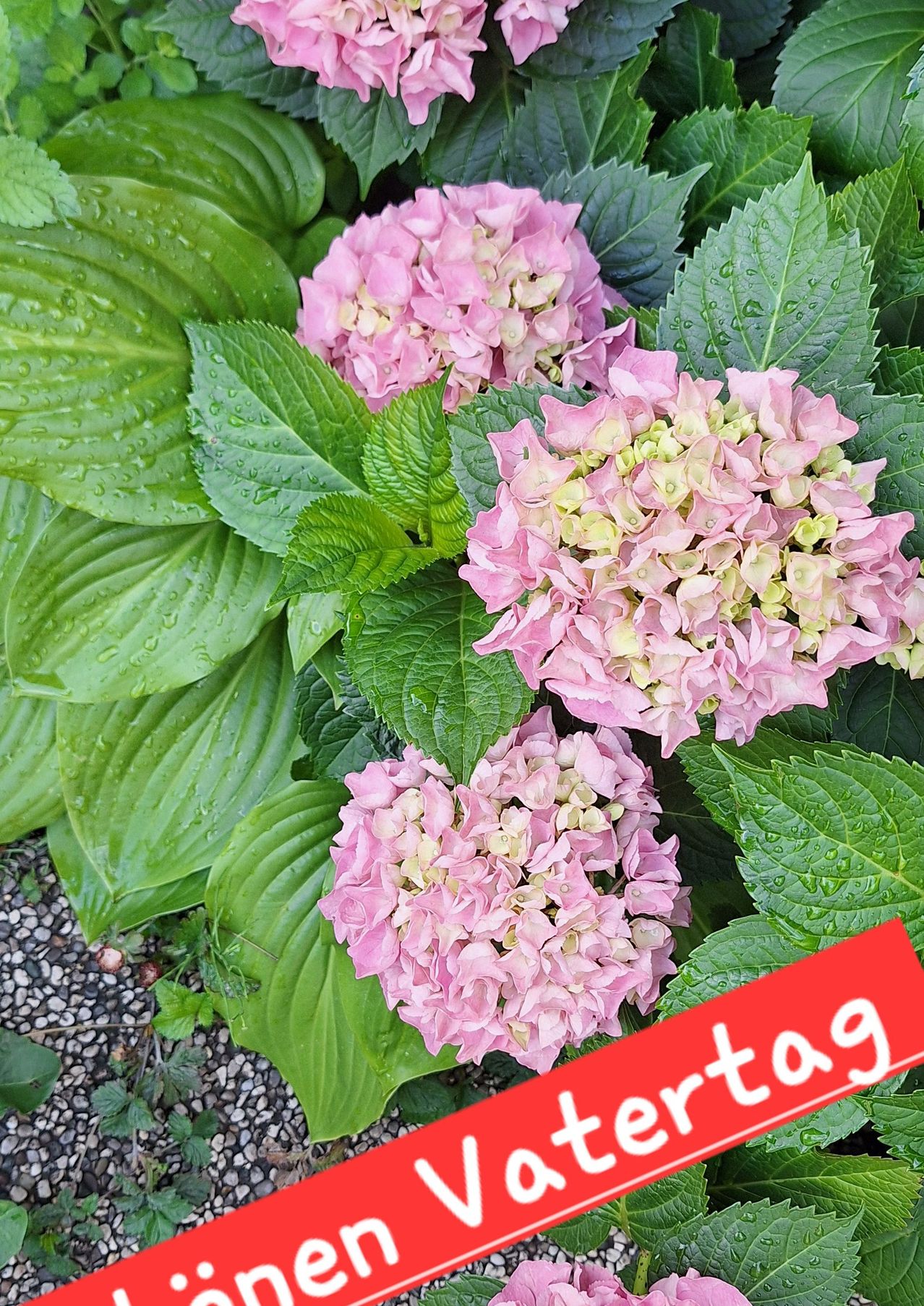 Ein Nahaufnahme von mehreren pinkfarbenen Hortensienblüten mit grünen Blättern. Einige Blätter haben Wassertropfen. Das Wort 'Vortag' ist in Weiß auf rotem Hintergrund geschrieben.