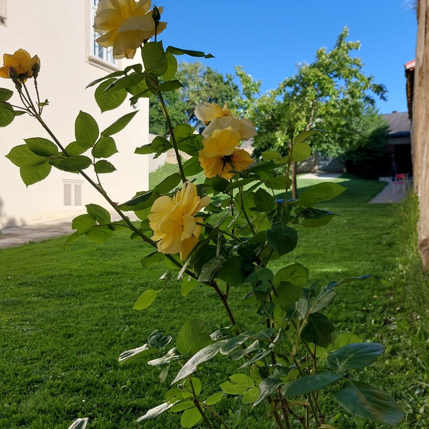 Bild enthält, Grass, Lawn, Leaf, Summer, Backyard, Flower, Rose, Geranium, Tree, Petal