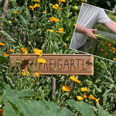Bild enthält, Garden, Nature, Outdoors, Gardening, Squash, Vegetation, Zucchini, Herbal, Flower, Gardener