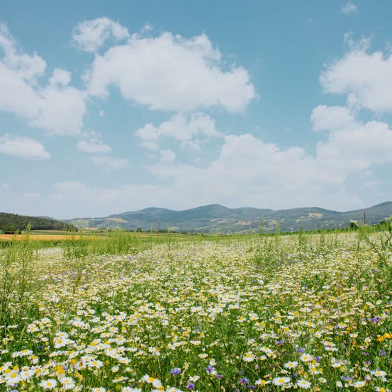 Bild enthält, Countryside, Field, Grassland, Meadow, Nature, Outdoors, Rural, Daisy, Flower, Sky