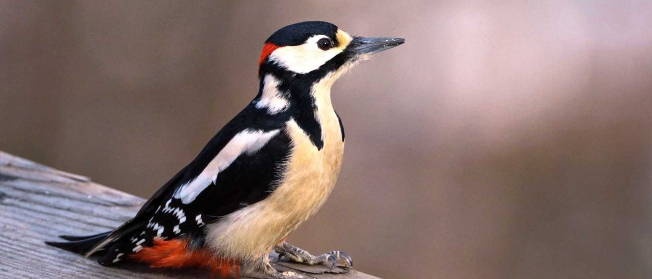 Bild enthält, Animal, Bird, Woodpecker, Beak