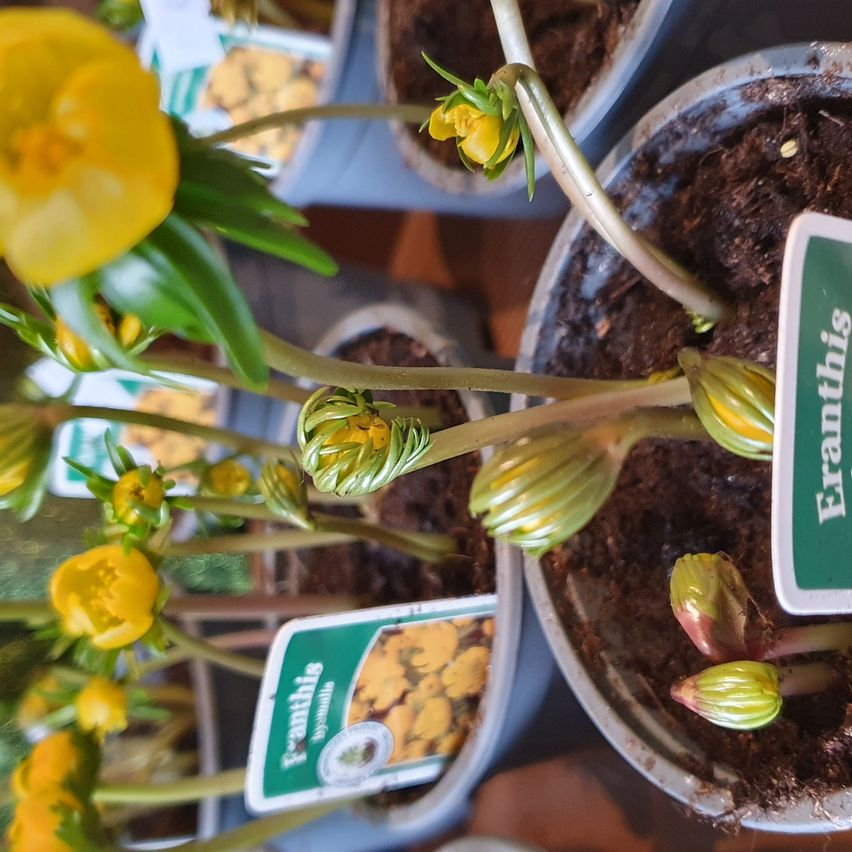 Nahaufnahme von gelben Anemonenblüten in Töpfen. Ein Topf hat ein grünes Etikett mit dem Wort Eranthis darauf. Andere Töpfe mit gelben Blüten sind im Hintergrund.