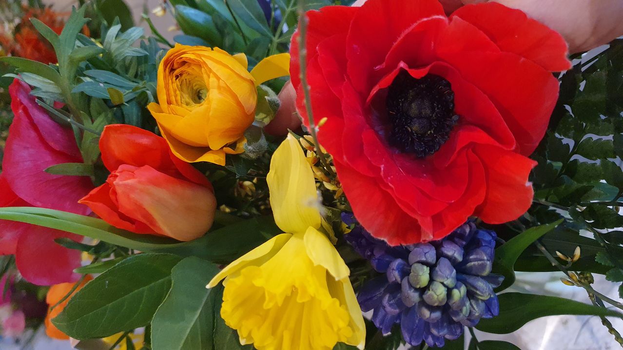 Ein farbenfroher Blumenstrauß mit einer roten Mohnblume, gelben Ranunkeln und blauen Hyazinthen, umgeben von grünen Blättern.