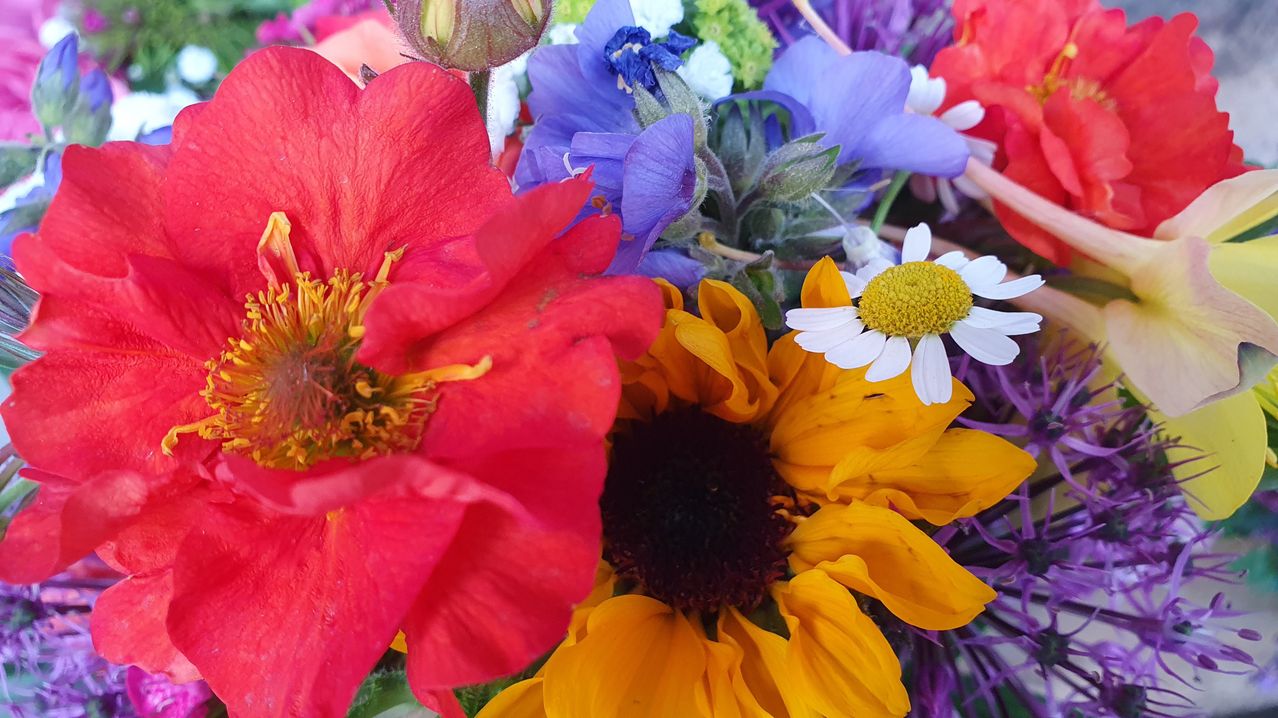 Eine Nahaufnahme eines farbenfrohen Blumenstraußes mit roten, orangefarbenen und weißen Blüten. Die rote Blume hat ein gelbes Zentrum und Blütenblätter, die leicht überlappen. Die orangefarbene Blume hat ein dunkles Zentrum, umgeben von gelben Blütenblättern. Die weiße Blume hat ein gelbes Zentrum und weiße Blütenblätter.
