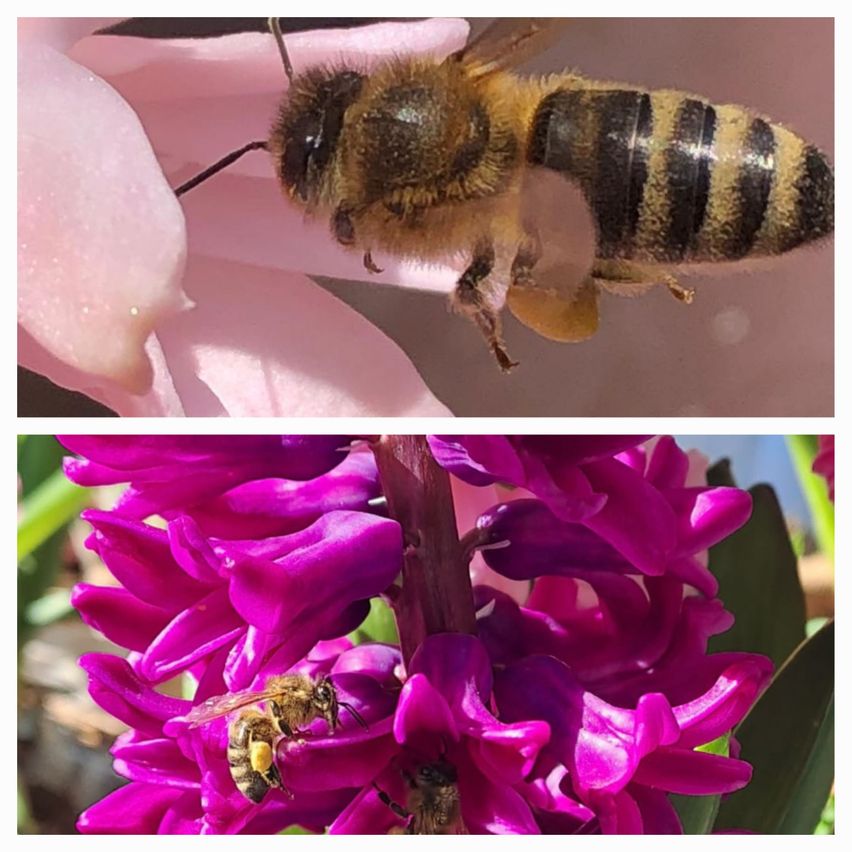 The image features two photos of bees on flowers. The top photo shows a bee with black and yellow stripes on a pink flower. The bottom photo shows a bee with a yellow patch on a purple flower.