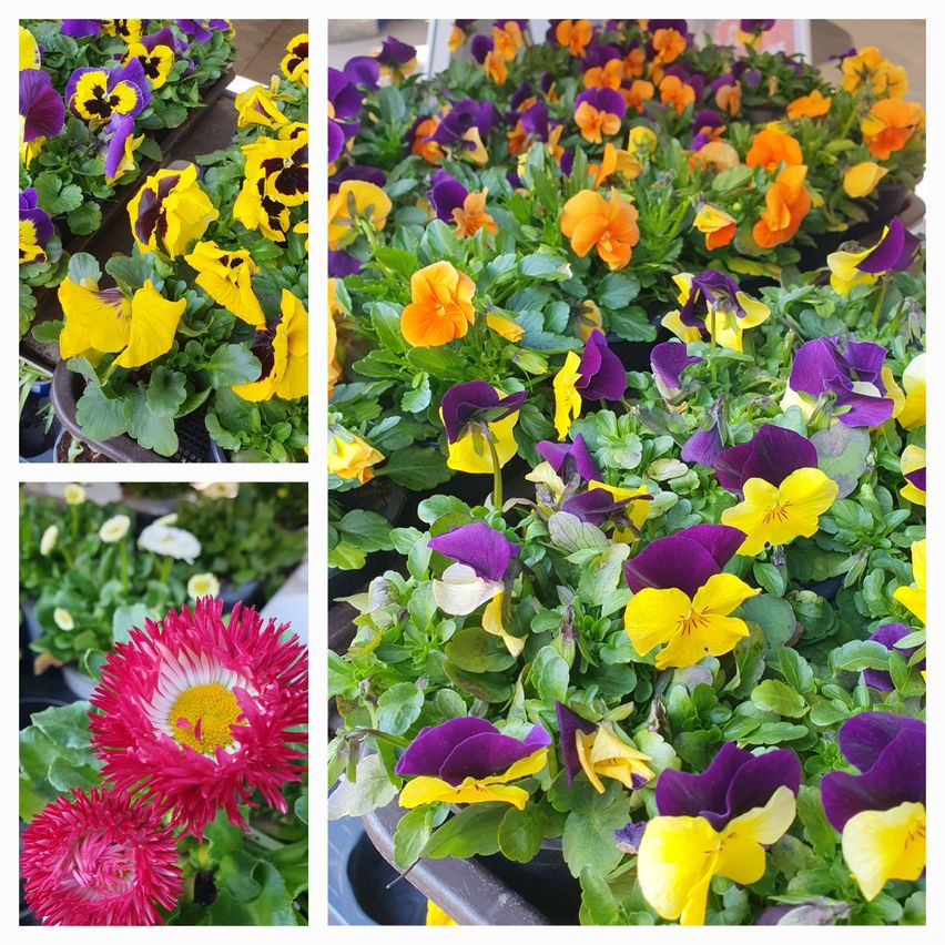 A collage of vibrant flowers, including pansies and daisies, displayed in various pots with green leaves.