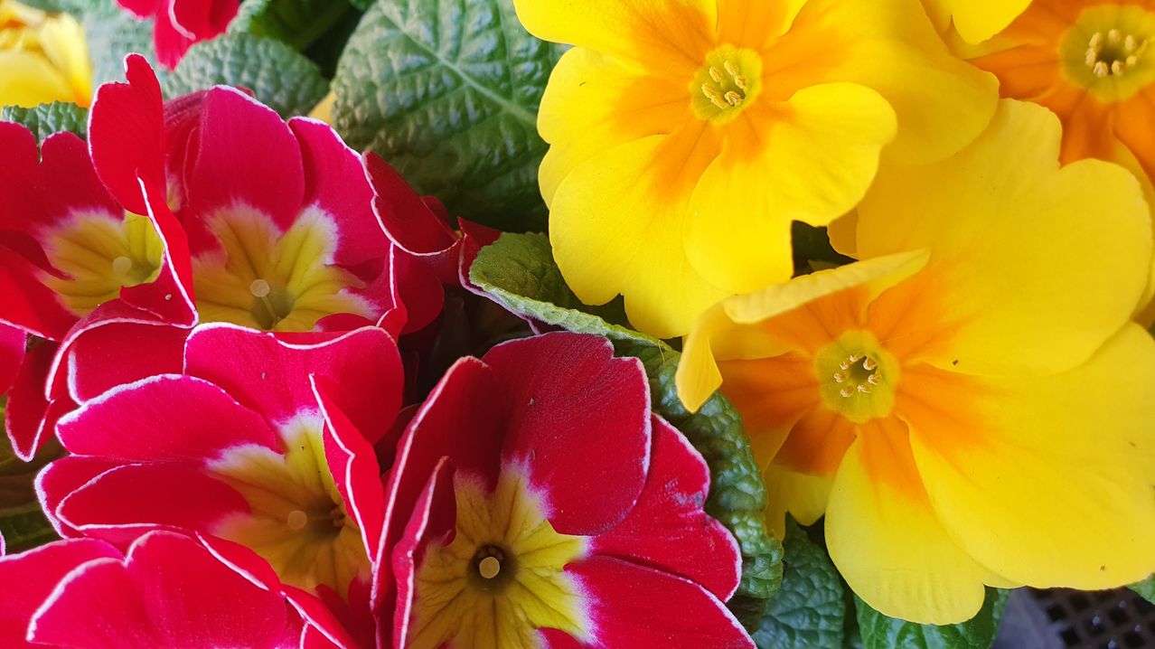 A close-up view of vibrant red and yellow primroses, with green leaves surrounding them. The flowers have distinct yellow centers.