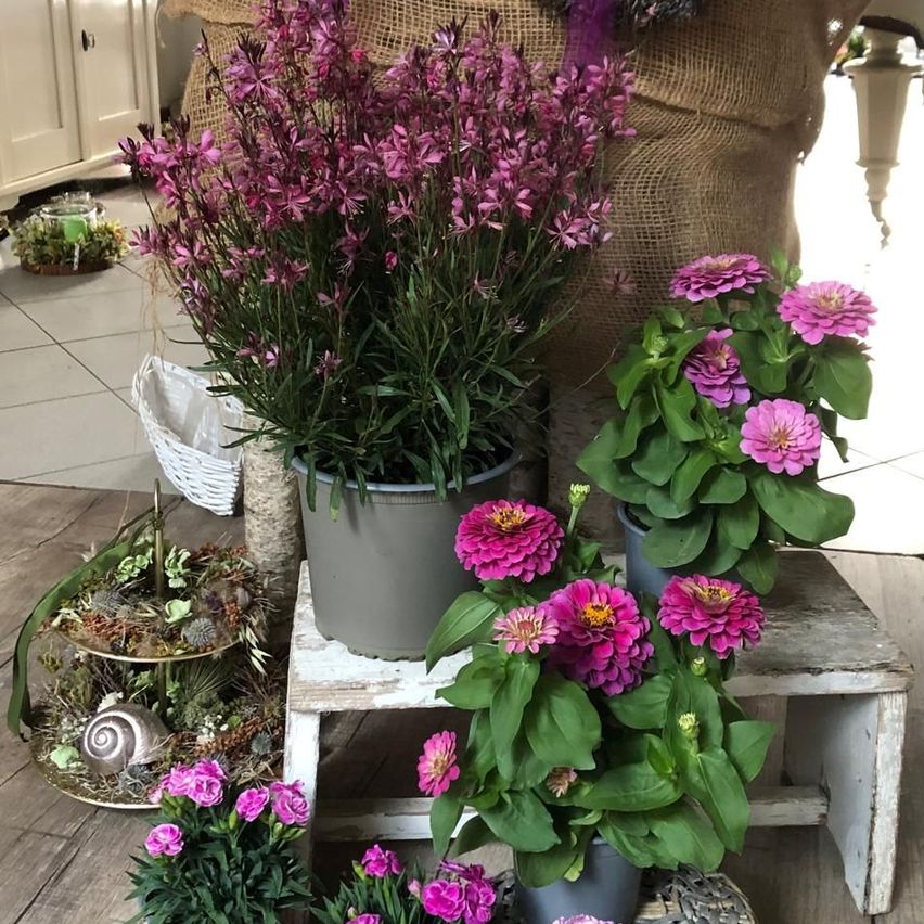A wooden bench with several flower pots, including one with pink flowers, another with purple flowers, and a third with pink and yellow flowers.