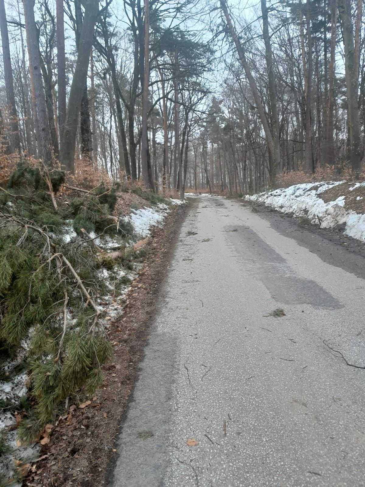 Eine leere Straße mit Bäumen und Schnee an der Seite. Ein umgestürzter Baumzweig liegt auf dem Boden.