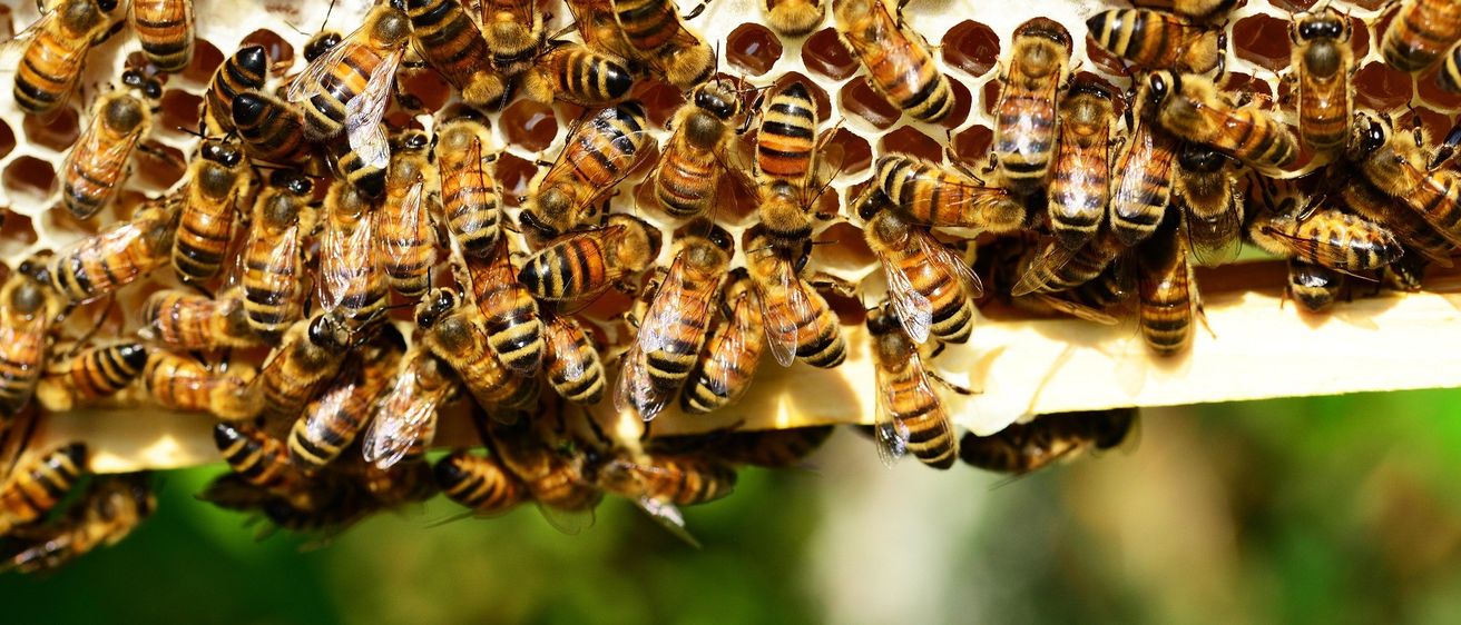 Eine Nahaufnahme eines Bienenstocks mit zahlreichen Bienen, einige kümmern sich um Honigzellen, andere ruhen. Die Bienen sind hellbraun mit schwarzen Streifen.