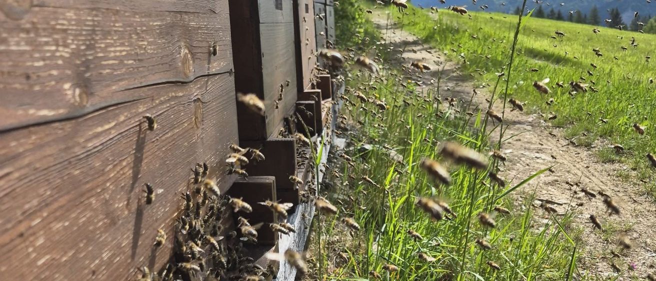 Ein Bienenstock mit vielen Bienen an der Seite, in der Nähe eines Grasbereichs mit einem Lehmweg und einem Berg im Hintergrund.