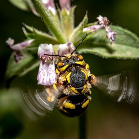 Ein Nahaufnahme einer Biene mit schwarzen und gelben Streifen im Flug, schwebt über einer Blume mit rosa Blütenblättern und grünen Blättern.
