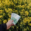 Eine Person hält einen Stapel 20-Euro-Banknoten in einem Feld gelber Blumen. Das Geld ist unscharf und die Blumen sind scharf.