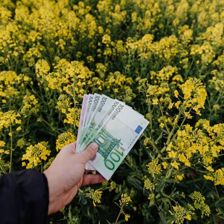 Eine Person hält einen Stapel 20-Euro-Banknoten in einem Feld gelber Blumen. Das Geld ist unscharf und die Blumen sind scharf.