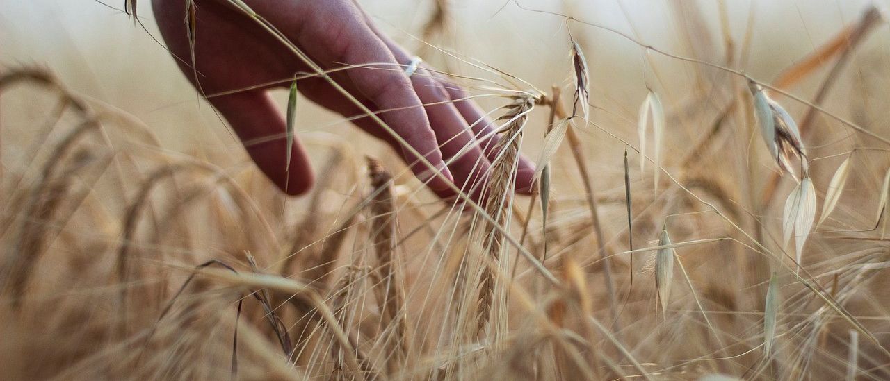 Bild enthält, Finger, Hand, Person, Plant, Field, Nature, Outdoors, Grass, Produce, Grain