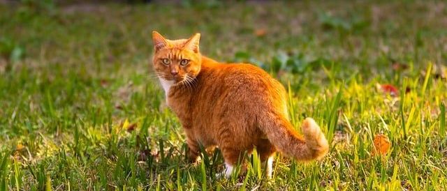 Bild enthält, Grass, Plant, Animal, Cat, Mammal, Pet