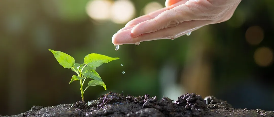 Eine Hand gießt eine kleine grüne Pflanze, die aus der Erde wächst, wobei Wassertropfen fallen. Die Pflanze hat einige grüne Blätter.