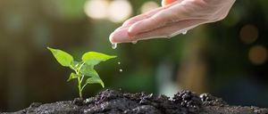 Eine Hand gießt eine kleine grüne Pflanze, die aus der Erde wächst, wobei Wassertropfen fallen. Die Pflanze hat einige grüne Blätter.
