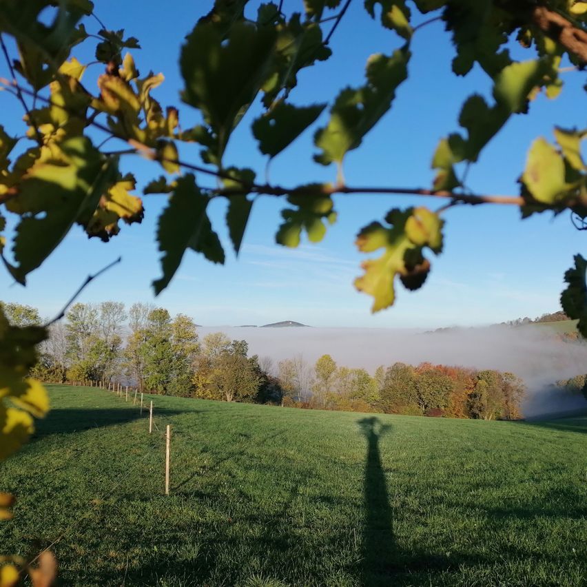Bild enthält, Grass, Tree, Field, Grassland, Nature, Outdoors, Tree Trunk, Countryside, Meadow, Lawn