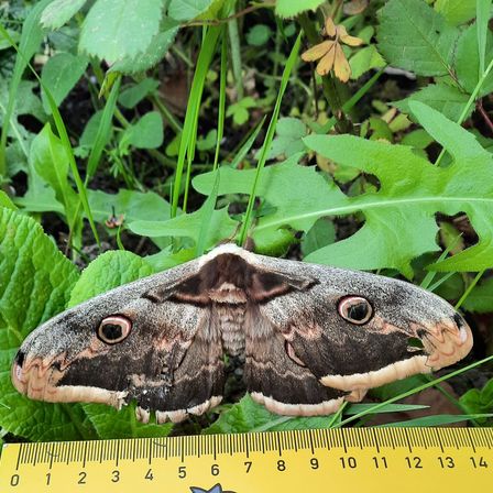 Bild enthält, Leaf, Plant, Animal, Butterfly, Insect, Invertebrate, Moth, Fish, Sea Life