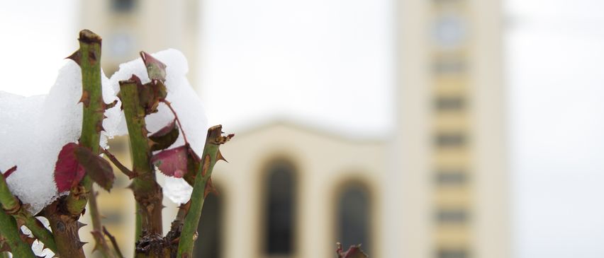 Schneebedeckte Zweige mit roten Blättern im Vordergrund, mit einer Kirche mit zwei Türmen im Hintergrund.